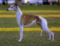 Whippet - The Breed Archive