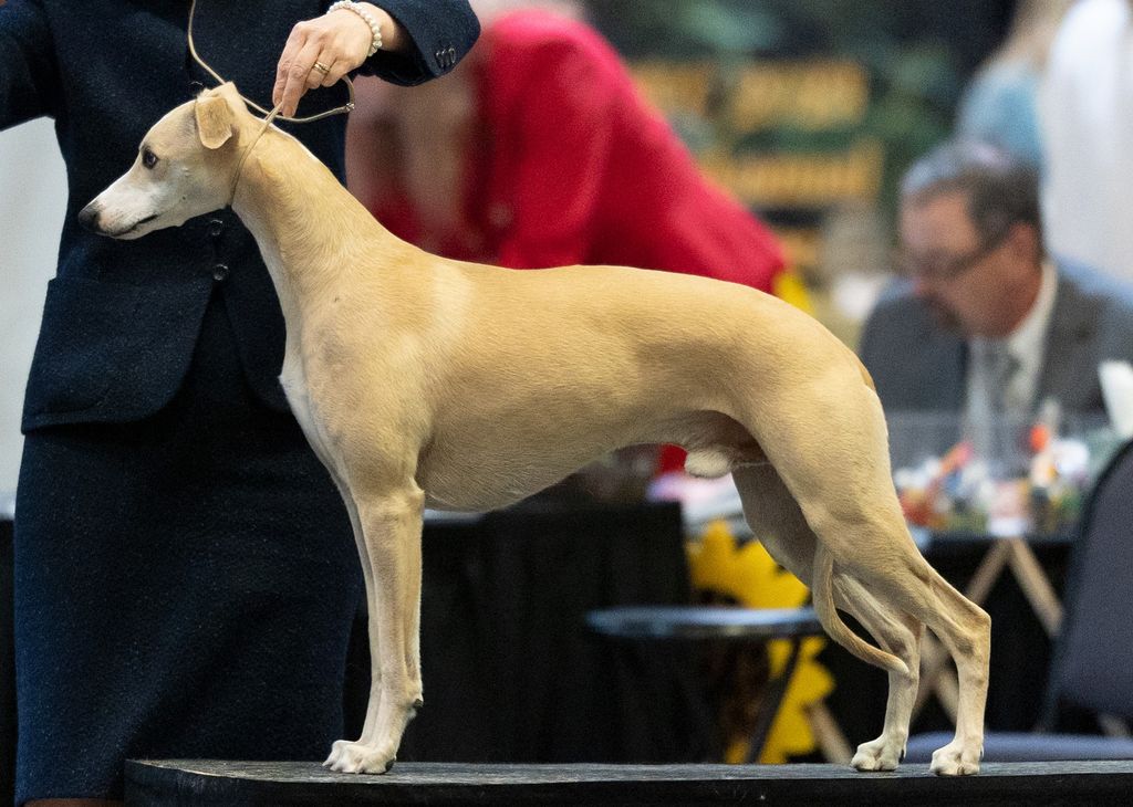 Exploding Whippet Whippet - The Breed Archive