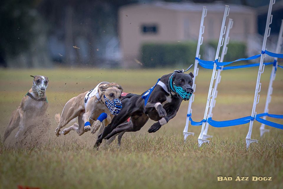 Exploding Whippet Whippet - The Breed Archive