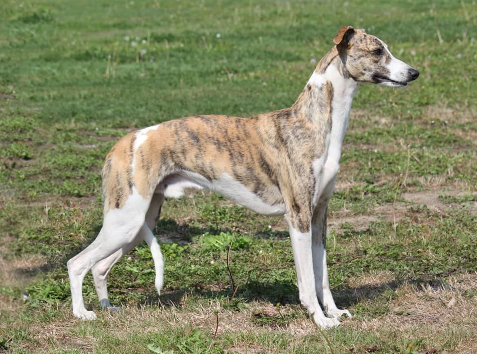 Whippet - The Breed Archive