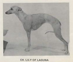 Laguna whippet store