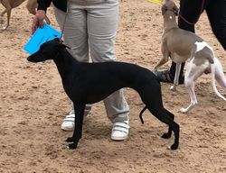 Zoraden whippets sale