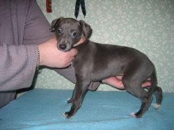 Whippet - The Breed Archive