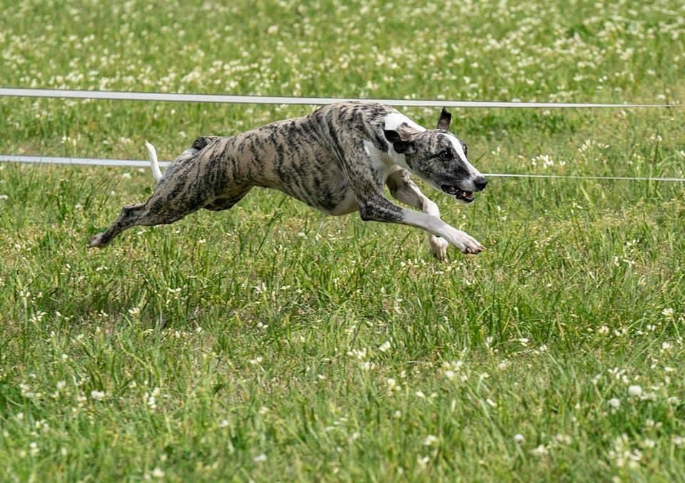 Exploding Whippet Whippet - The Breed Archive