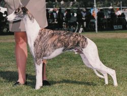 Starline whippets hot sale