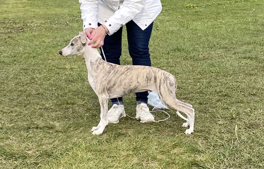 Exploding Whippet Whippet - The Breed Archive