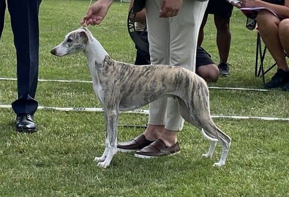 Exploding Whippet Whippet - The Breed Archive