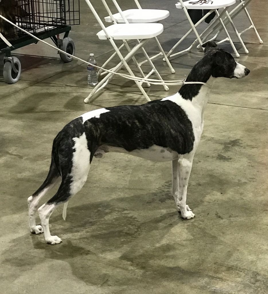 Whippet - The Breed Archive