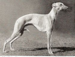 Samarpit Dog Whippet - The Breed Archive