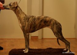Whippet - The Breed Archive