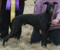 Whippet - The Breed Archive
