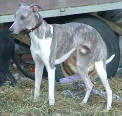 Whippet - The Breed Archive