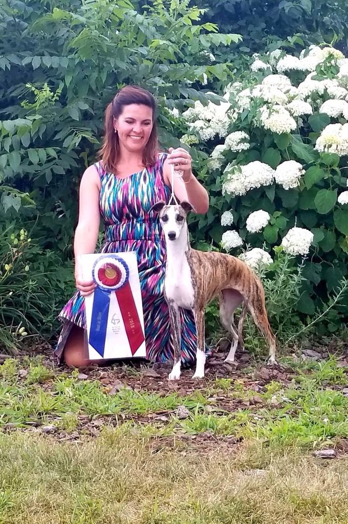 Whippet - The Breed Archive