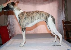 Woods hot sale runner whippets