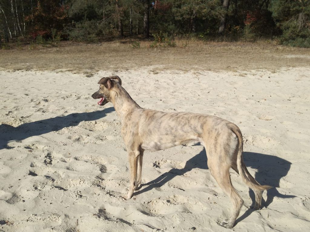 Whippet - The Breed Archive