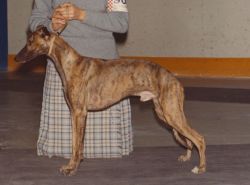 Devonair whippets sales