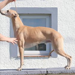 Whippet - The Breed Archive