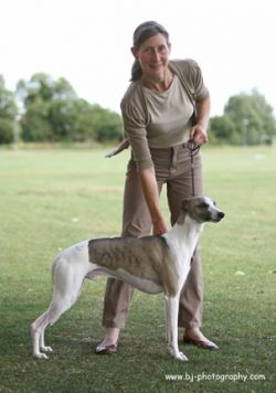 Elmanash whippets sale