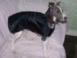 Whippet - The Breed Archive