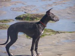 Whippet - The Breed Archive
