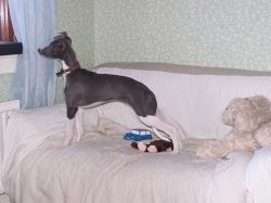 Whippet - The Breed Archive