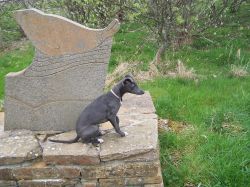 Whippet - The Breed Archive