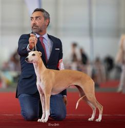 Whippet - The Breed Archive
