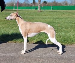 Zoraden whippets sale