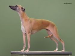 Zoraden whippets hot sale