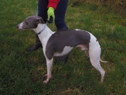 noriSTETSON Whippet ウィペット　タウニー Italian Greyhound vs. Whippet: How to Tell the Difference