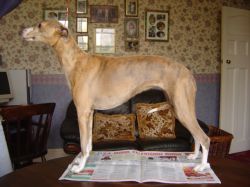 Elmanash whippets sale