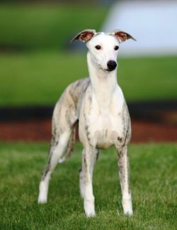 Whippet - The Breed Archive