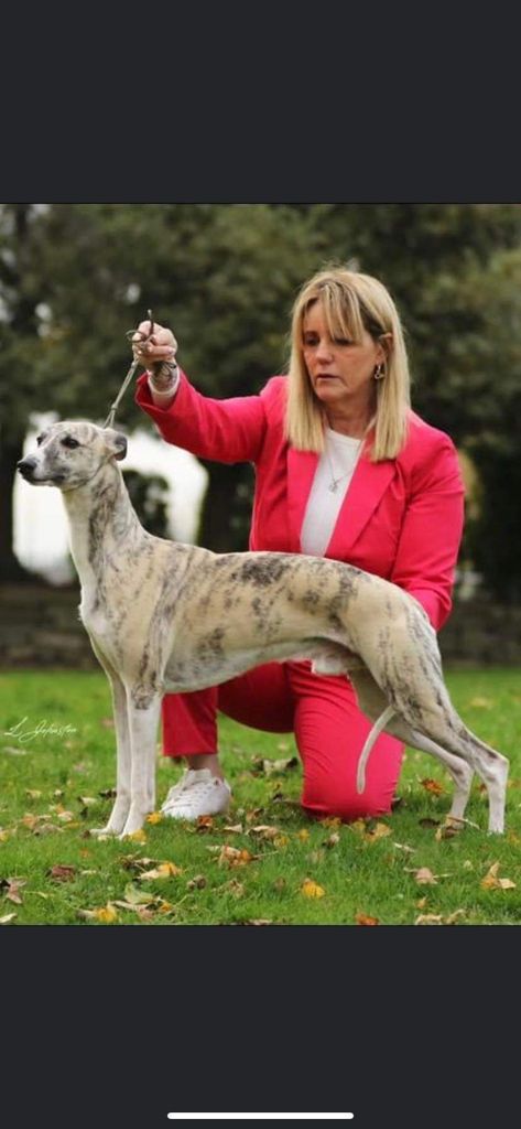 Whippet - The Breed Archive