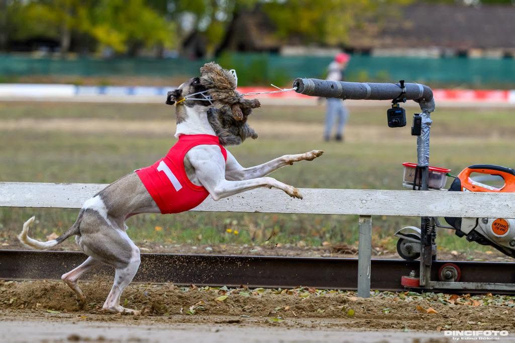 Exploding Whippet Whippet - The Breed Archive