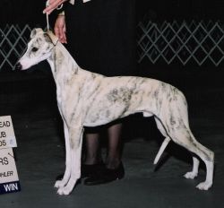 noriSTETSON Whippet ウィペット　タウニー V3_HRH.png?v=1691728353