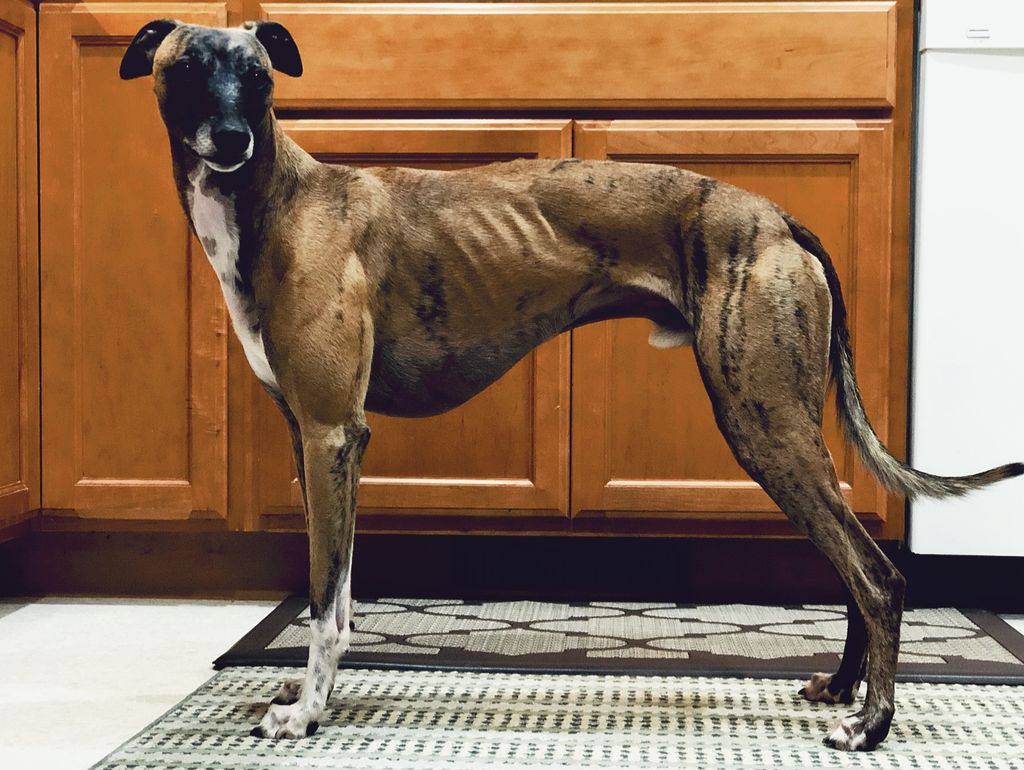 Whippet Addict Exploded Whippet - The Breed Archive