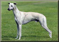 Whippet - The Breed Archive