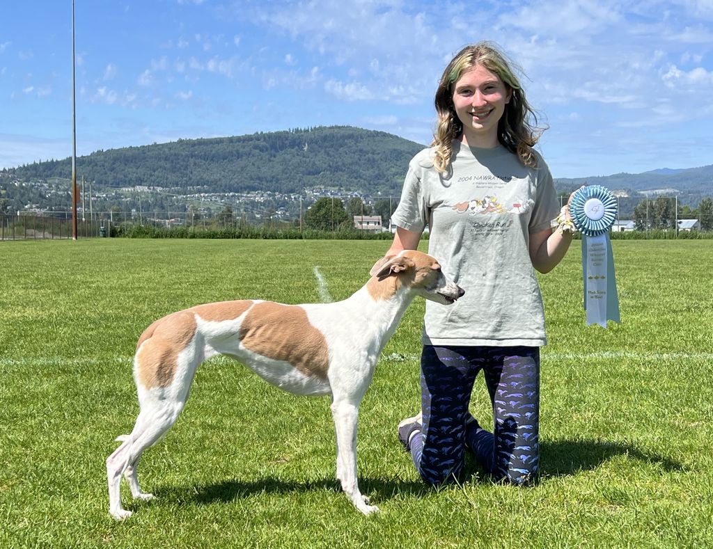 Wheeper Whippet - The Breed Archive