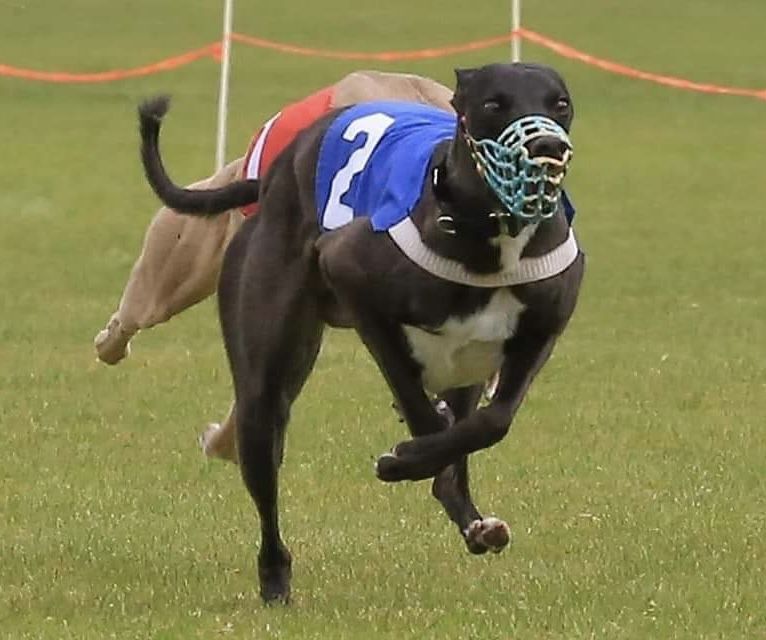 Wheeper Whippet - The Breed Archive