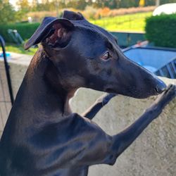 Whippet - The Breed Archive