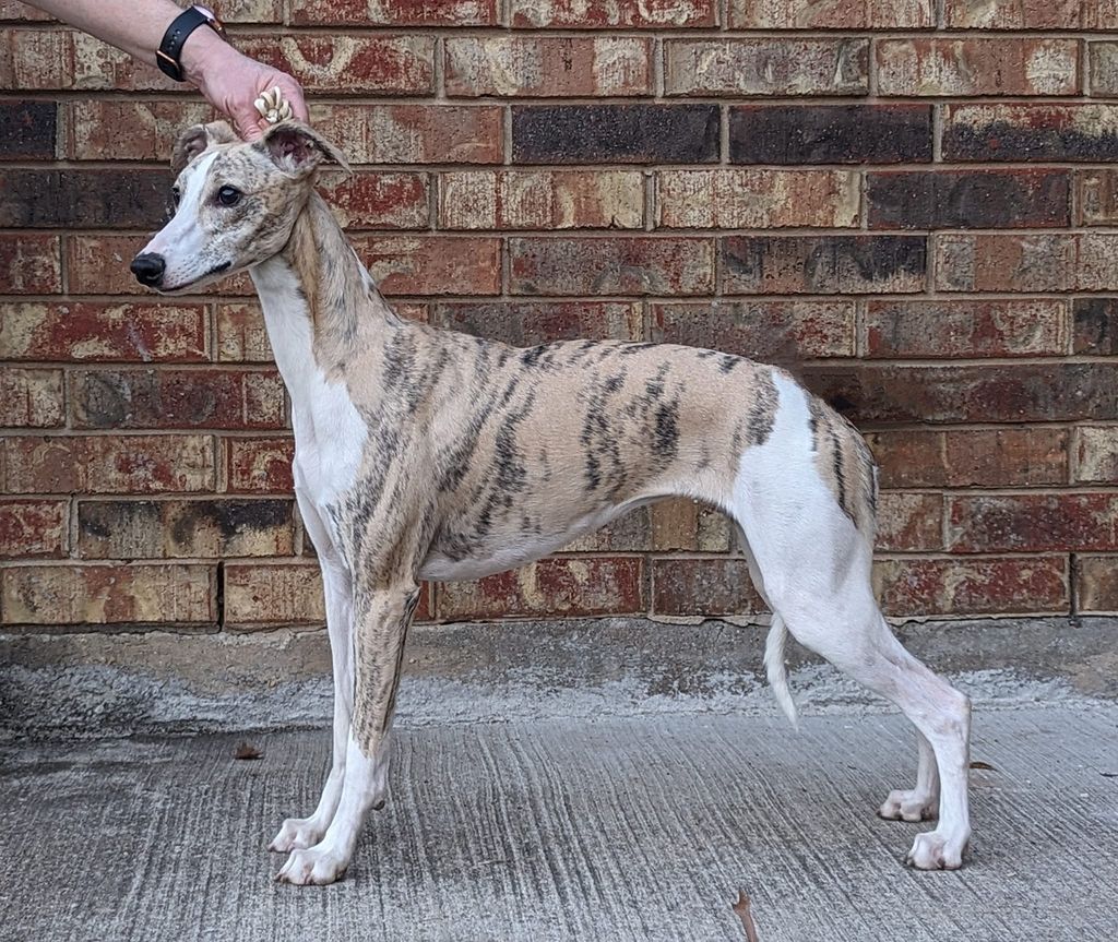 Whippet - The Breed Archive