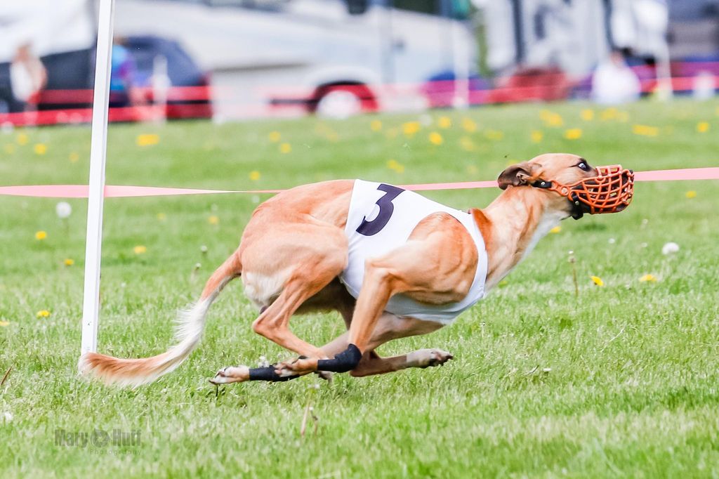 Exploding Whippet Whippet - The Breed Archive