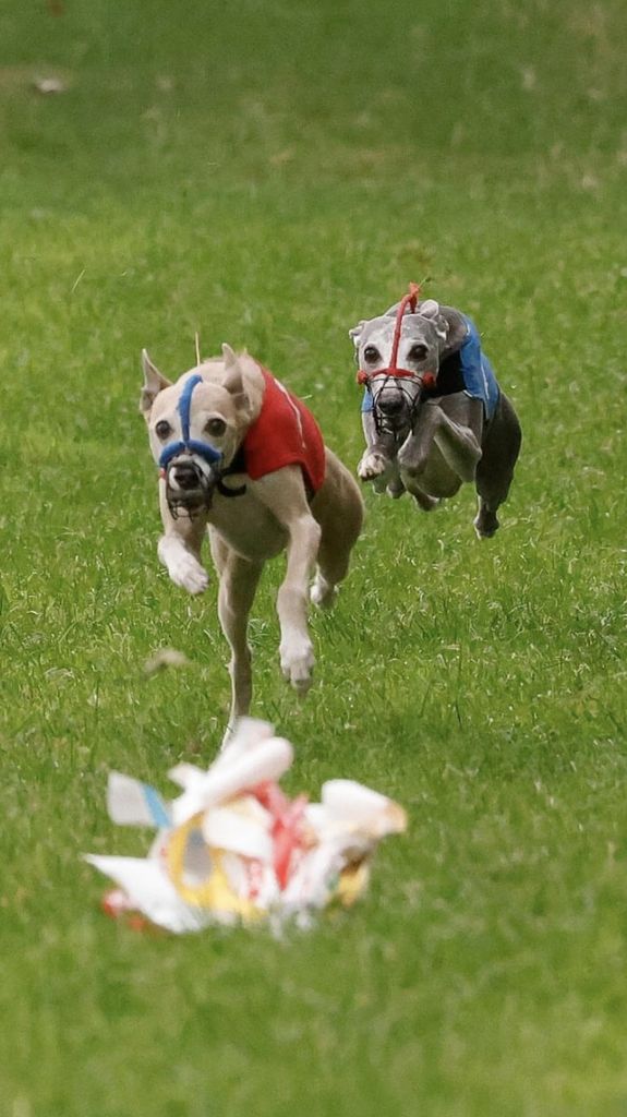 Whippet - The Breed Archive