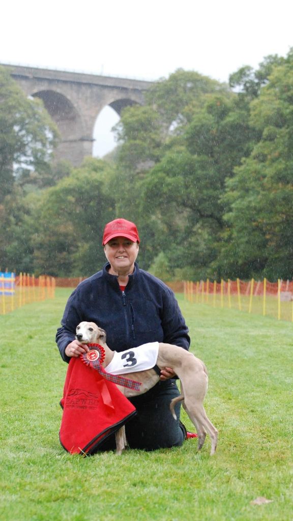 Whippet - The Breed Archive