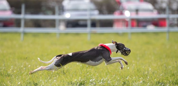Exploding Whippet Whippet - The Breed Archive