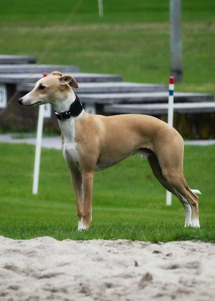 Exploding Whippet Whippet - The Breed Archive